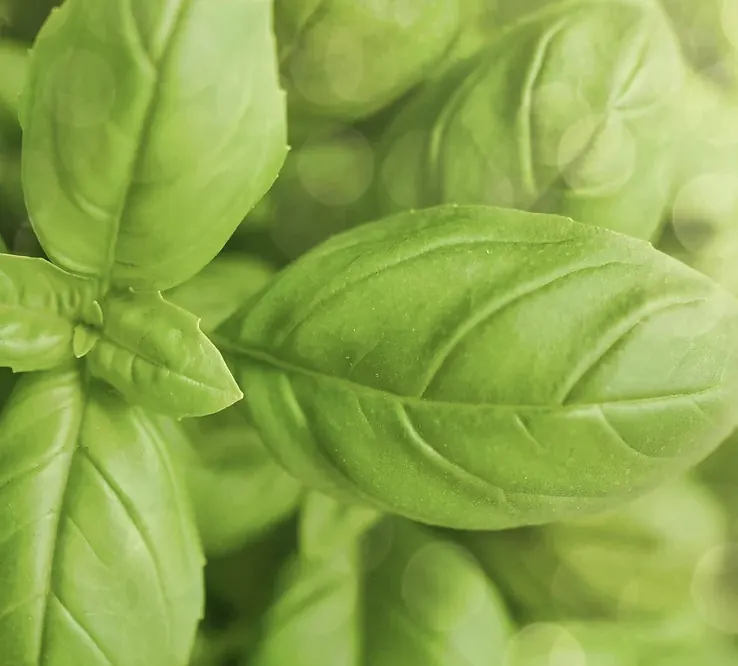 Close-up of fresh basil leaves
