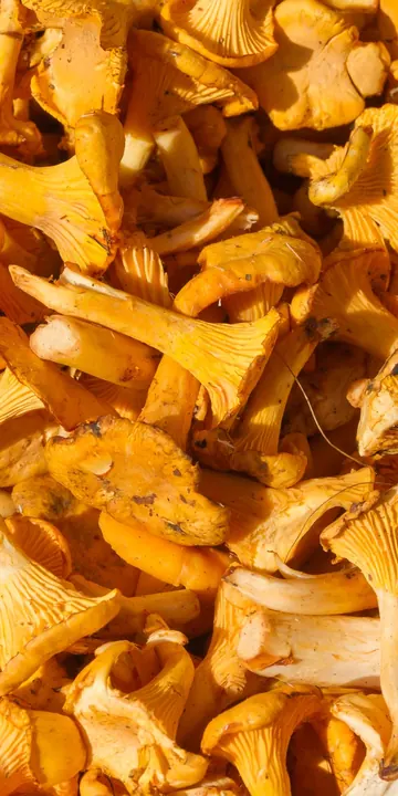 A market pile of golden chanterelle mushrooms