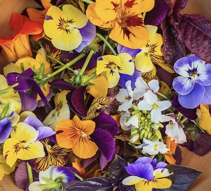 Colorful edible pansies and violas
