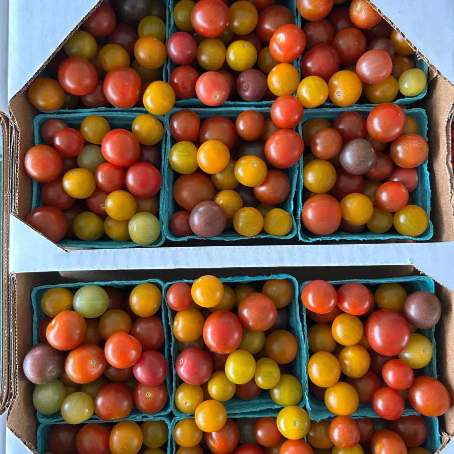 Pints of red, orange and yellow heirloom cherry tomatoes