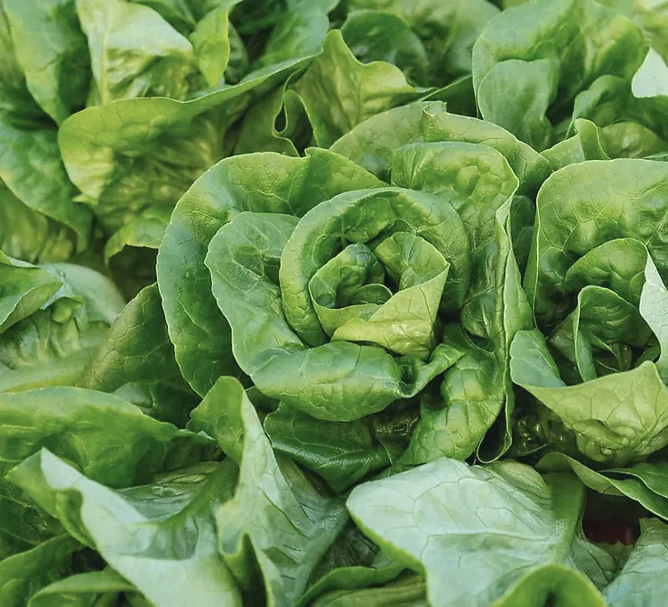 Heads of butter lettuce