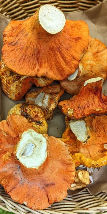 A basket of bright orange lobster mushrooms