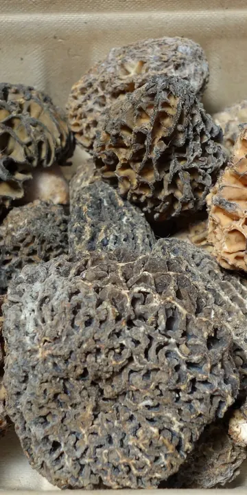A tray of fresh morel mushrooms with honeycomb caps