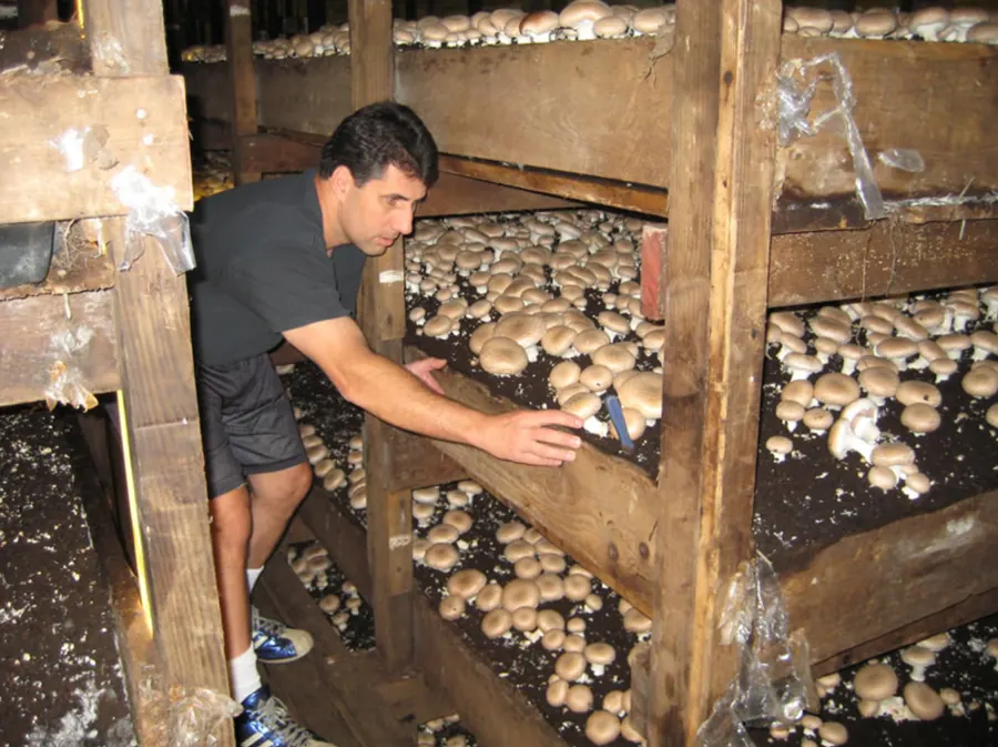 Checking the mushroom beds inside a mushroom house