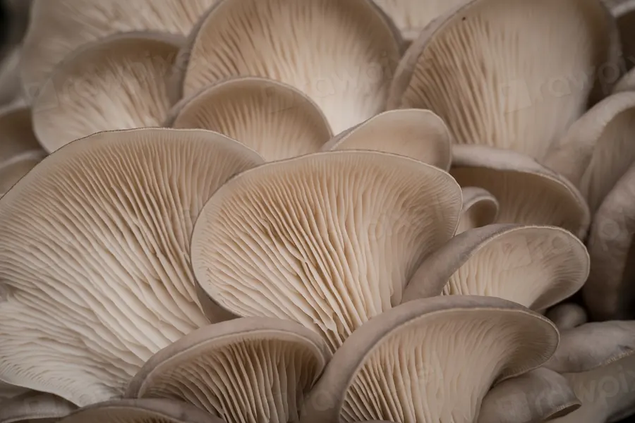 Layered oyster mushroom caps showing fine gills
