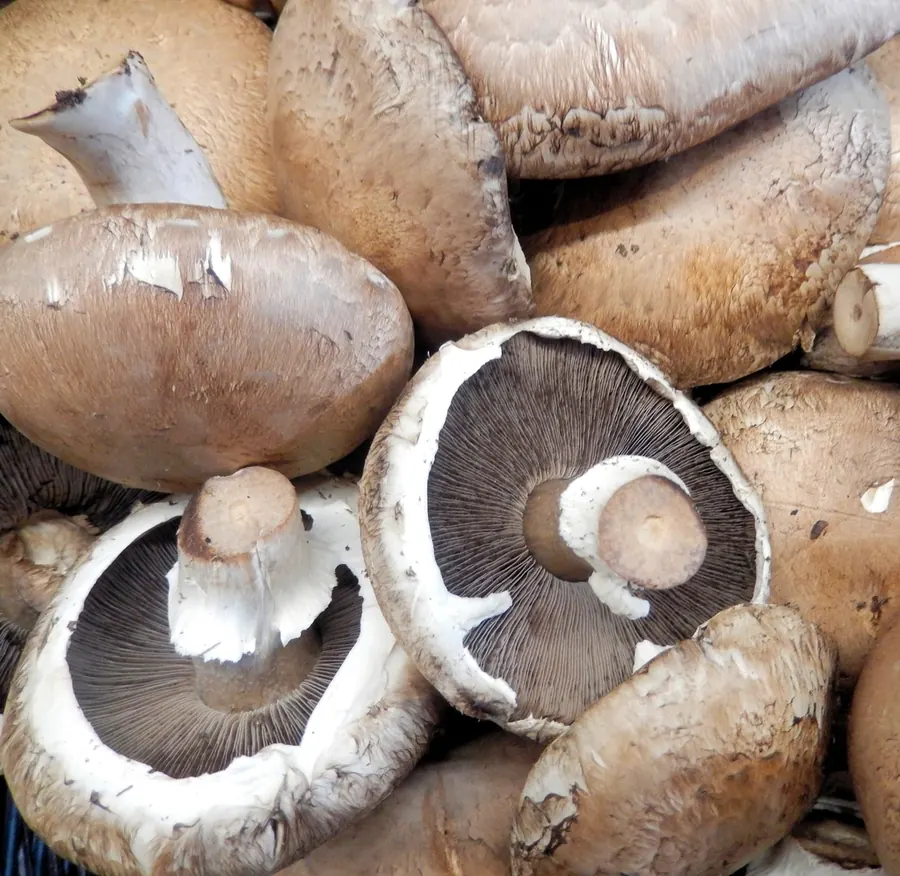Portabella mushrooms, one turned over to show its dark gills