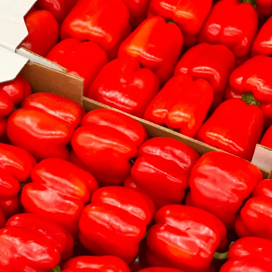 A case of glossy red bell peppers