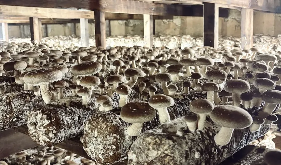 Shiitake mushrooms fruiting on logs in a growing room