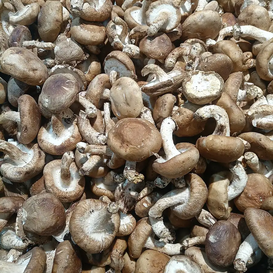A pile of fresh brown shiitake mushrooms